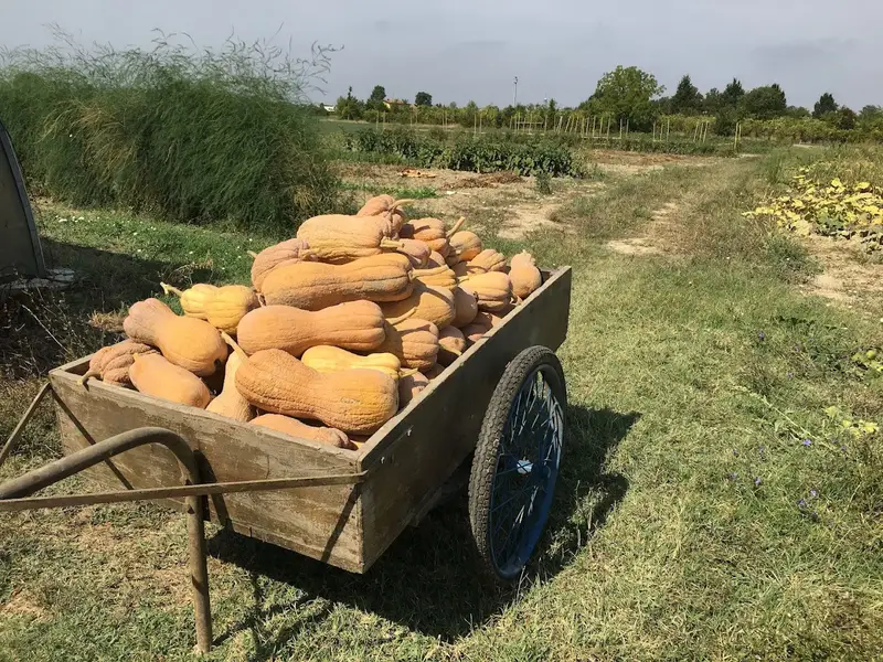 Piatto tipico Agriturismo Cantoni